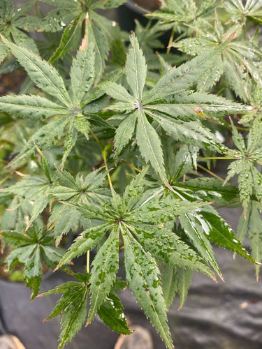 Acer shirasawanum 'Seasons of Change' - mapleridgenursery
